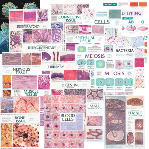 Anatomy Charts – Set of 18 Laminated Charts Anatomy Charts – Set of 18 Laminated Charts