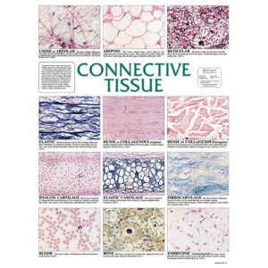 Connective Tissue Chart