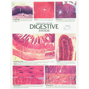 Digestive System Chart