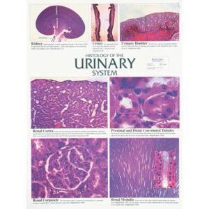 Urinary System Chart
