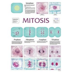 Mitosis Chart