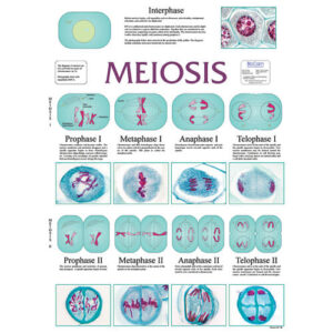 Meiosis Chart
