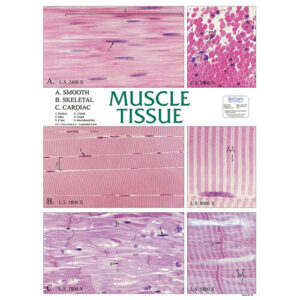 Muscle Tissue Chart