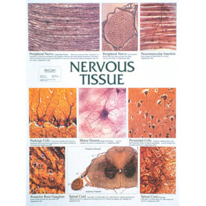 Nervous Tissue Chart