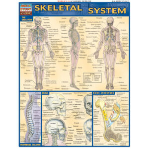 Skeletal System Poster