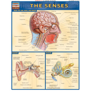 Senses Poster
