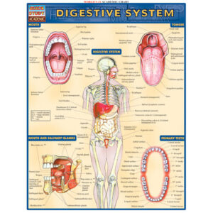 Digestive System Poster