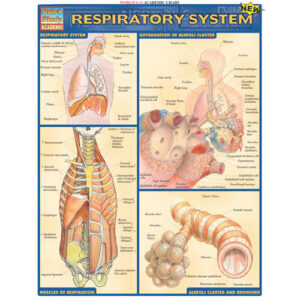 Respiratory System Poster