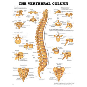 The Vertebral Column (Laminated)