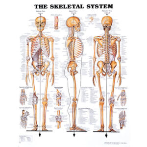The Skeletal System