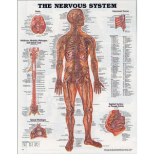 The Nervous System