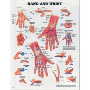 Hand and Wrist