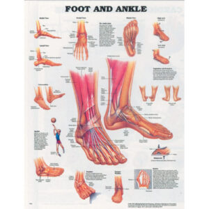 Foot and Ankle