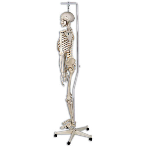 Physiological Skeleton Phil Physiological Skeleton Phil