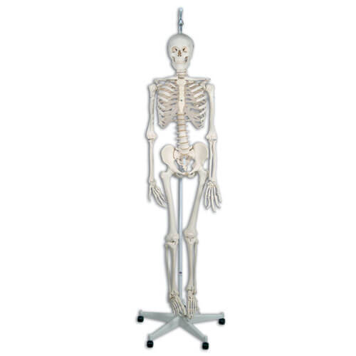 Functional Skeleton Functional Skeleton