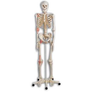 Classic Skeleton Leo