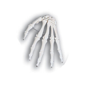 Hand Skeletal Model – Wire Mounted