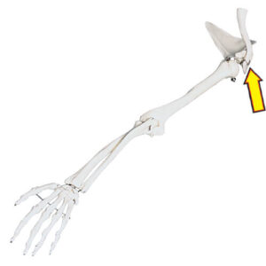 Clavicle Skeletal Model