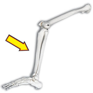 Tibia Skeletal Model