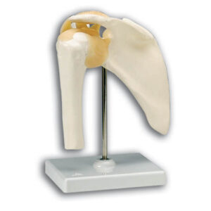 Shoulder Skeletal Model