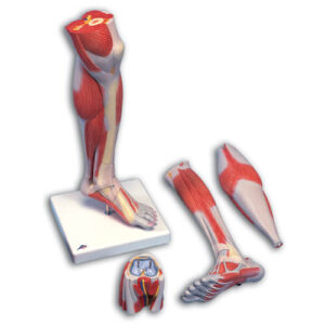 Lower Muscled Leg with Knee 3 Part
