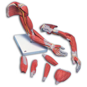 Muscular Arm 6 Part