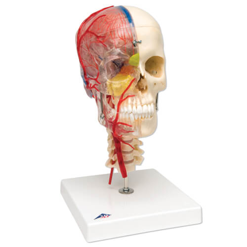 Didactic Deluxe Skull, 7 part Didactic Deluxe Skull, 7 part