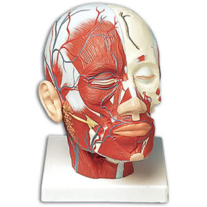 Head Musculature with Blood Vessels