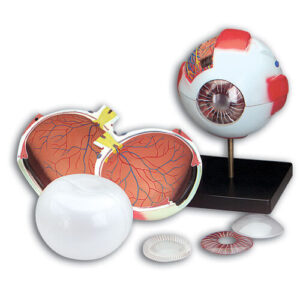 Budget Whopper Eye Model