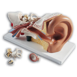 Giant Ear Classic Version Model