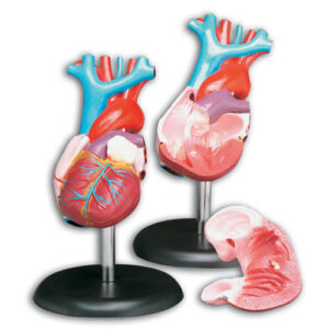 Budget Life-Sized Heart Model