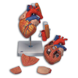 Heart with Esophagus and Trachea, 5-part