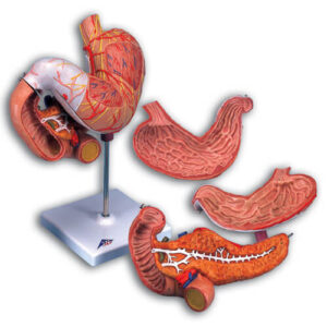 Stomach, 3-Part Model