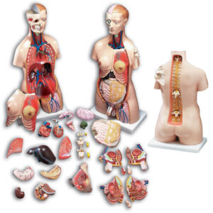 Budget Functional Francis Torso