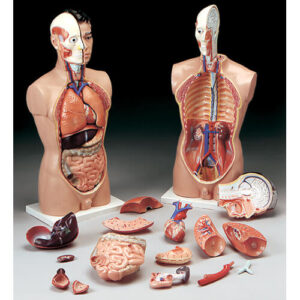 Budget Tall Paul Torso  (Tall Paul Torso)