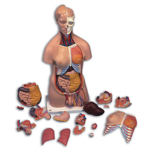 Deluxe Dual-Sex Torso, 20-Part Deluxe Dual-Sex Torso, 20-Part