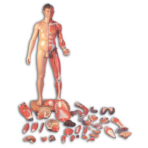 Life-Size Dual Sex European Muscular Figure, 39-Part Life-Size Dual Sex European Muscular Figure, 39-Part