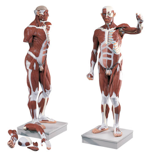 Life-Size Male Muscular Figure – 37-parts Life-Size Male Muscular Figure – 37-parts