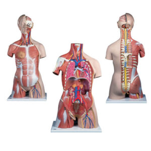 Deluxe Muscle Torso with 31 Parts!