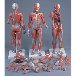 Complete Female Muscular Figure, 21-Part