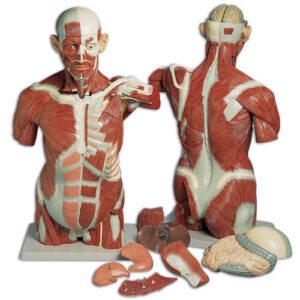 Life-Size Muscle Torso, 27-Part