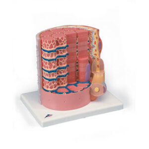 Microanatomy Muscle Fibre