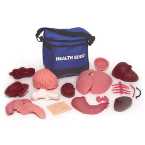 BIOLIKE Anatomical Models (16 Pieces)