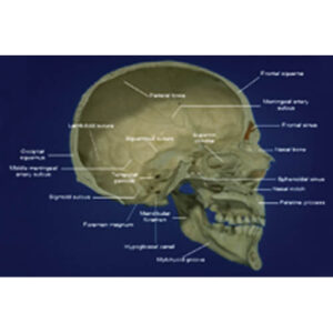 Skeleton In Depth Lab (DVD)