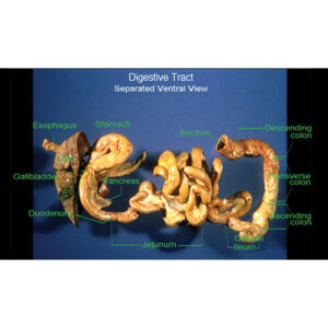 Cat Dissection Lab (DVD)