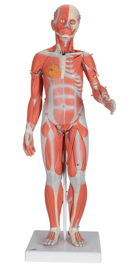 Complete Dual-Sex Muscular Figure 33 Part Complete Dual-Sex Muscular Figure 33 Part