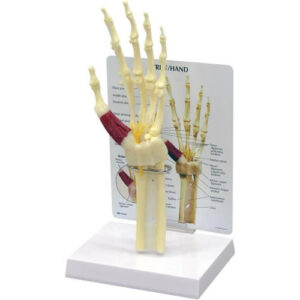 Wrist/Hand Model