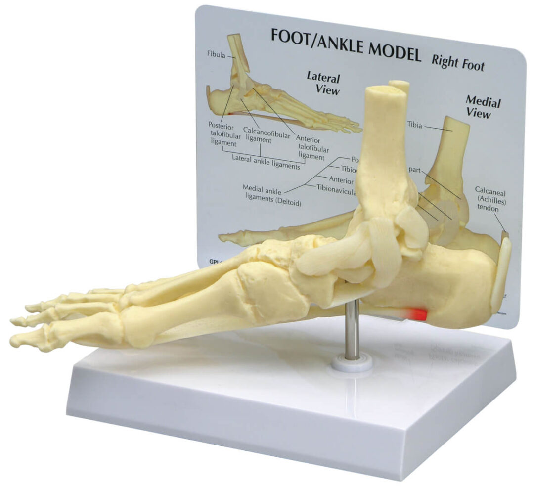 Foot/Ankle Model