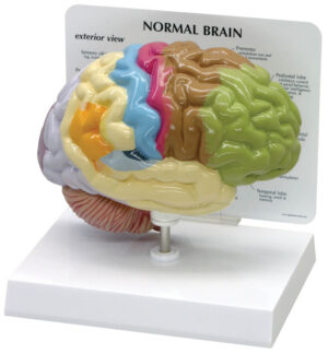 Sensory/Motor Half Brain Model