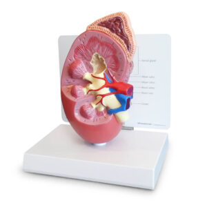 Kidney Model